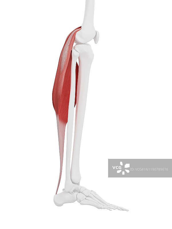 小腿肌肉，图示图片素材