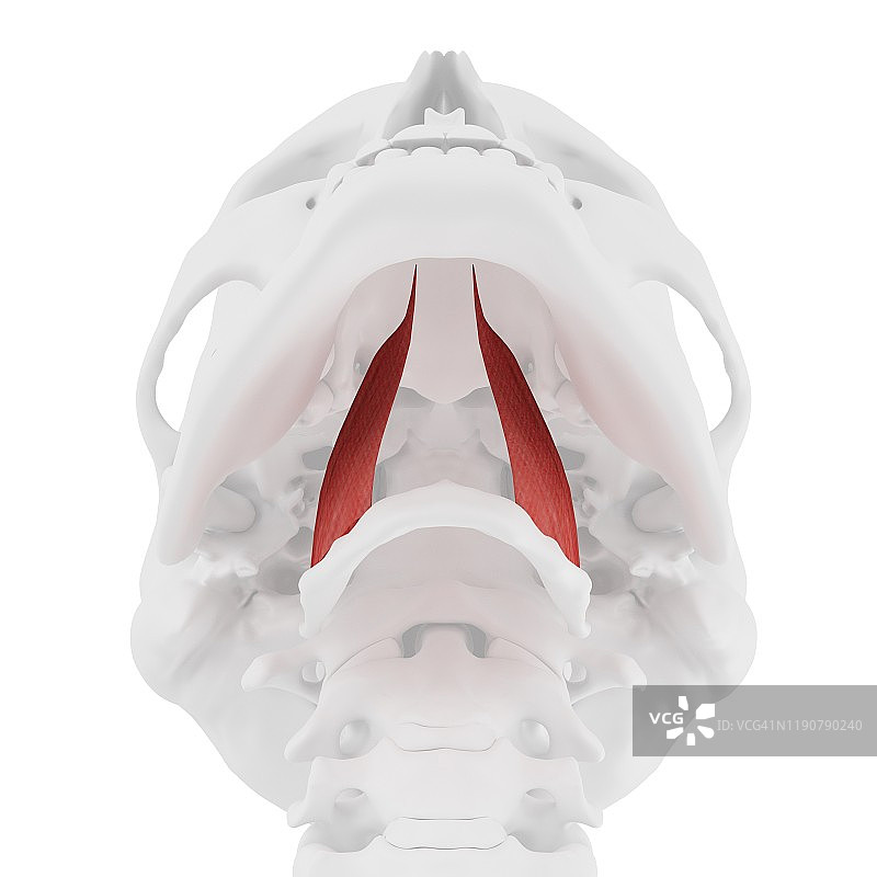 舌骨舌肌图图片素材
