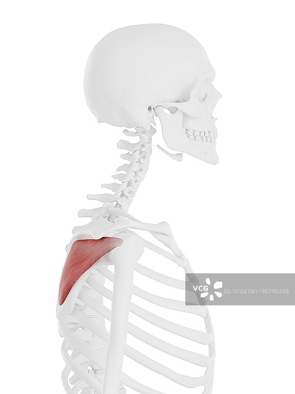 冈下肌，图示图片素材