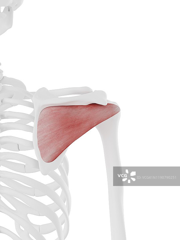 冈下肌，图示图片素材