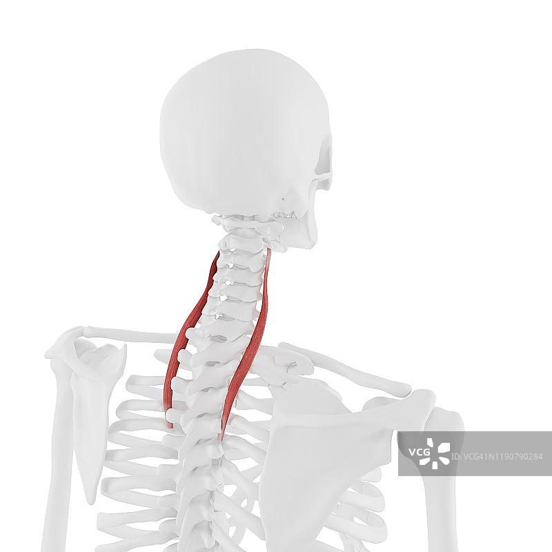 颈最长肌插图图片素材