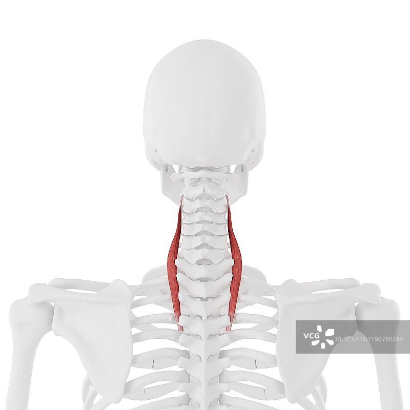 颈最长肌插图图片素材