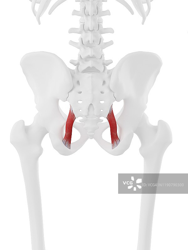 骶结节韧带肌肉插图图片素材