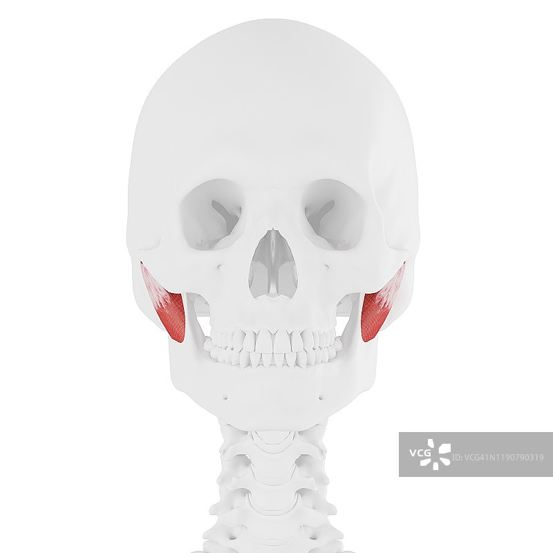 深层咬肌图图片素材