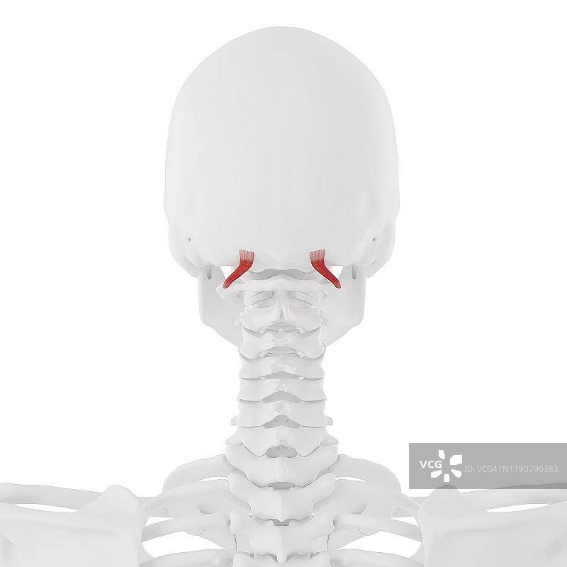 头上斜肌解剖结构图图片素材