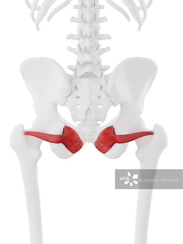闭孔内肌插图图片素材