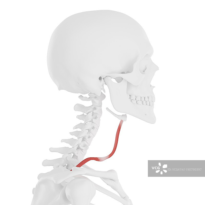 肩胛舌骨肌，图示图片素材