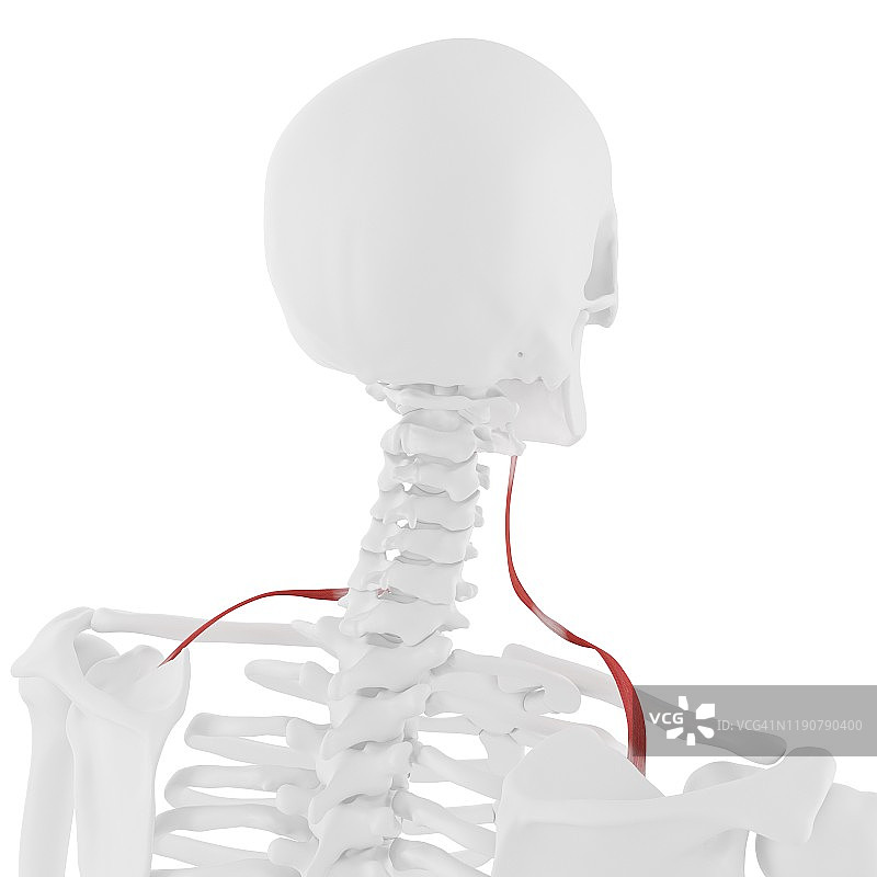 肩胛舌骨肌，图示图片素材