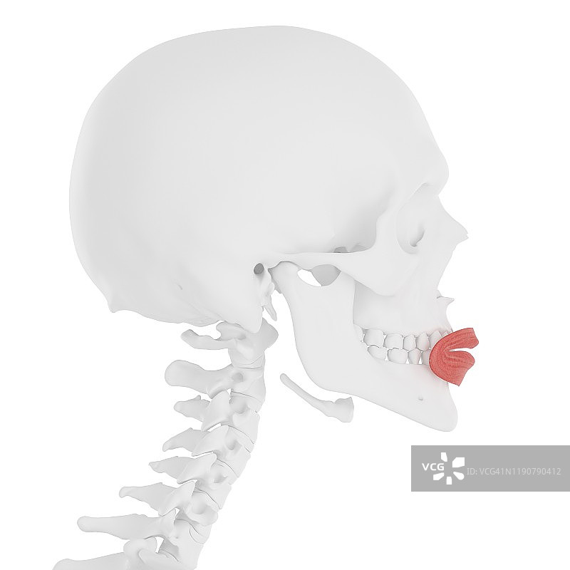 口轮匝肌插图图片素材