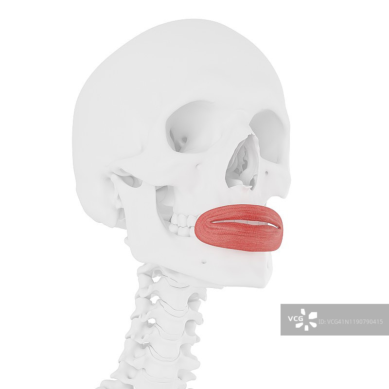 口轮匝肌插图图片素材