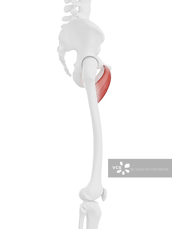 耻骨肌插图图片素材