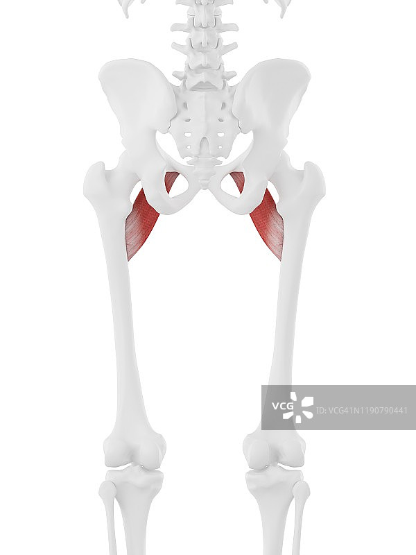 耻骨肌插图图片素材