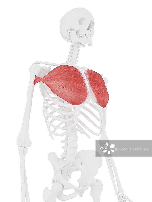 胸大肌图示图片素材