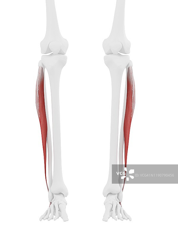 腓骨长肌图图片素材