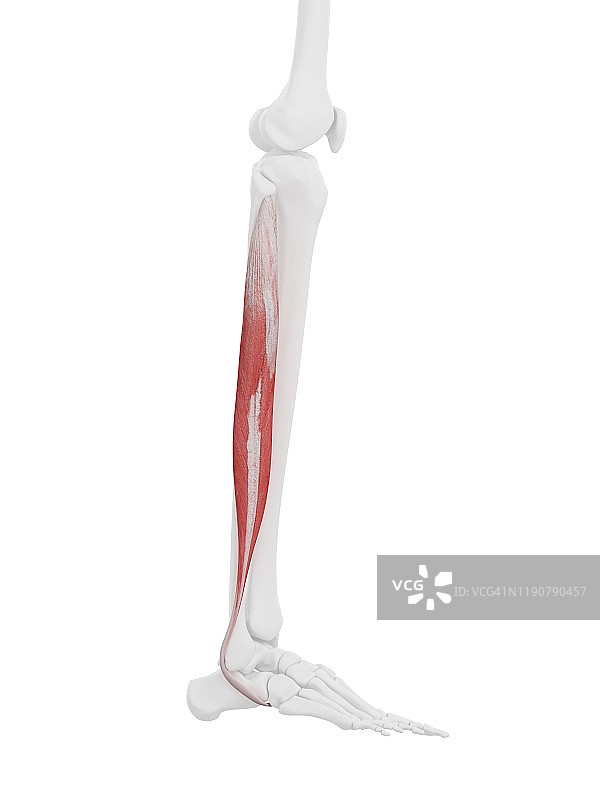 腓骨长肌图图片素材