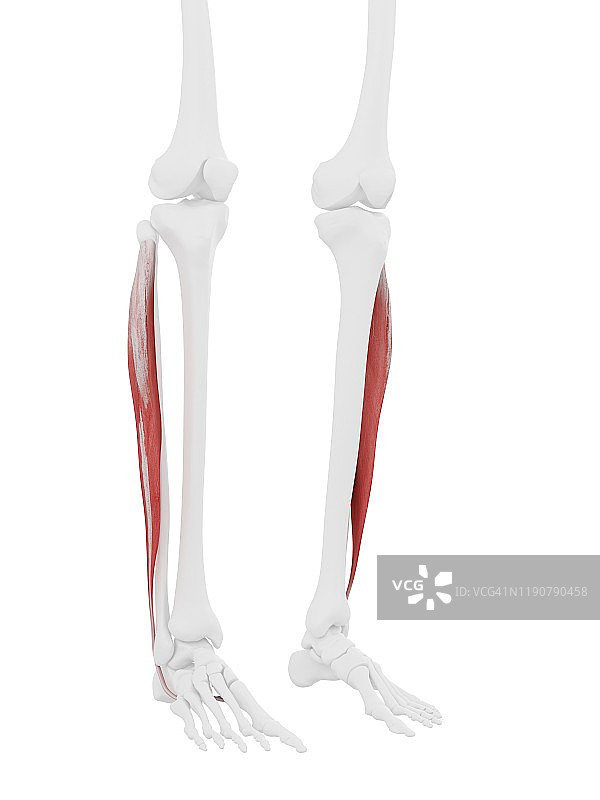腓骨长肌图图片素材