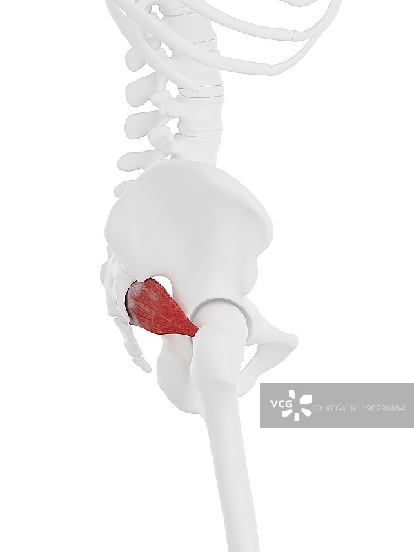 梨状肌插图图片素材