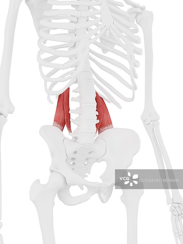 腰方肌插图图片素材