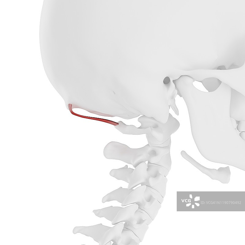 头后小直肌图示图片素材