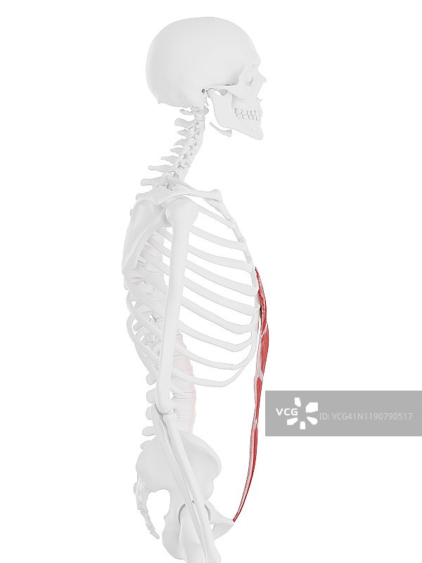 腹直肌插画图片素材