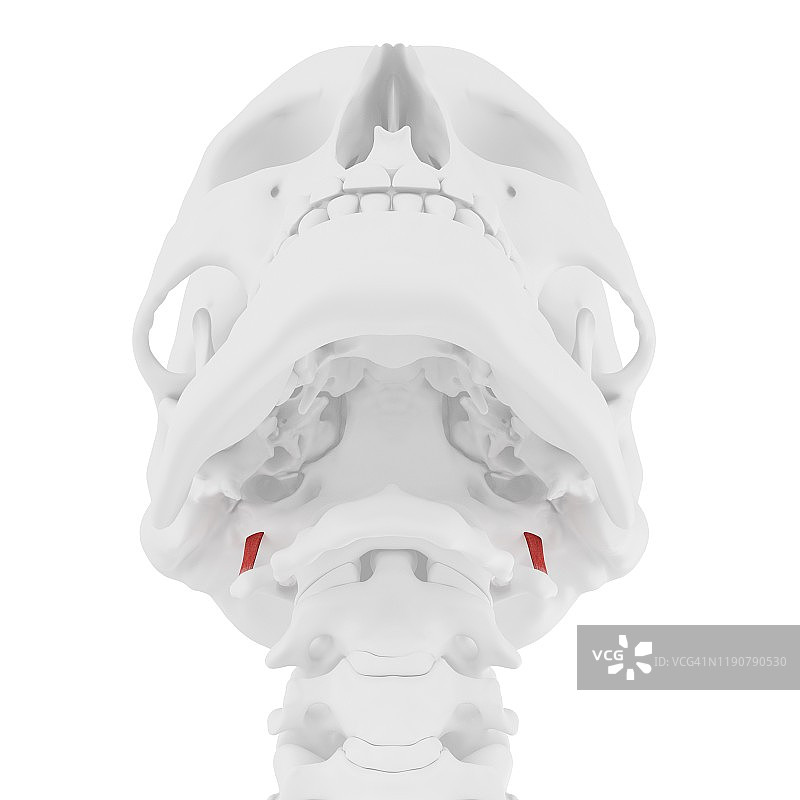 头侧直肌图图片素材