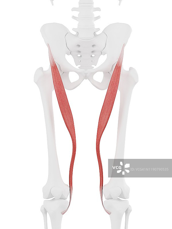 缝匠肌插图图片素材