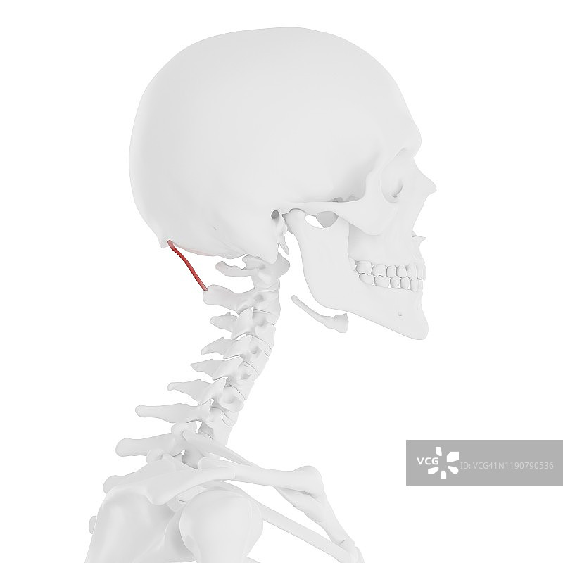 头后大直肌插图图片素材