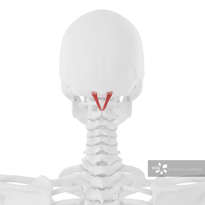 头后大直肌插图图片素材