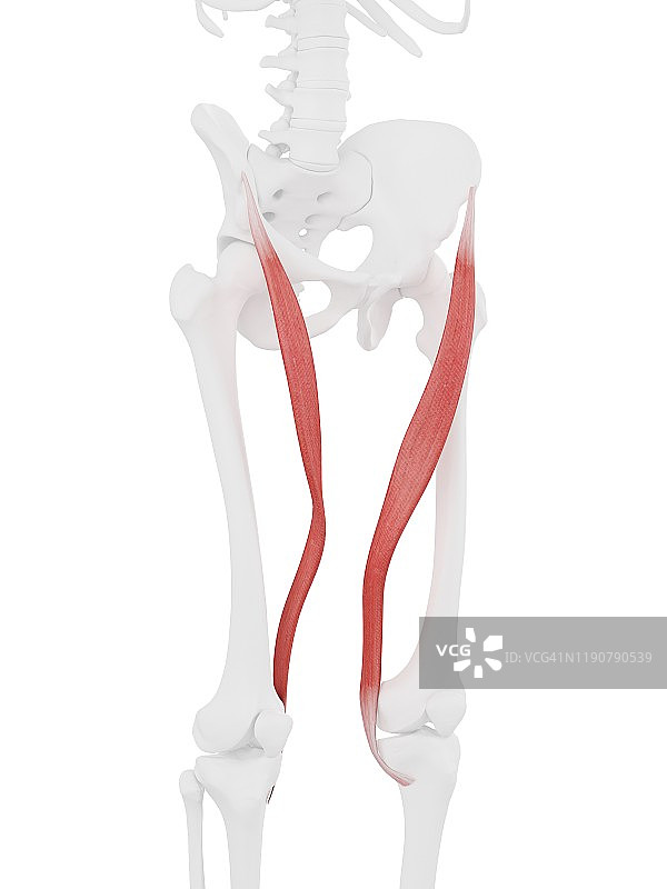 缝匠肌插图图片素材