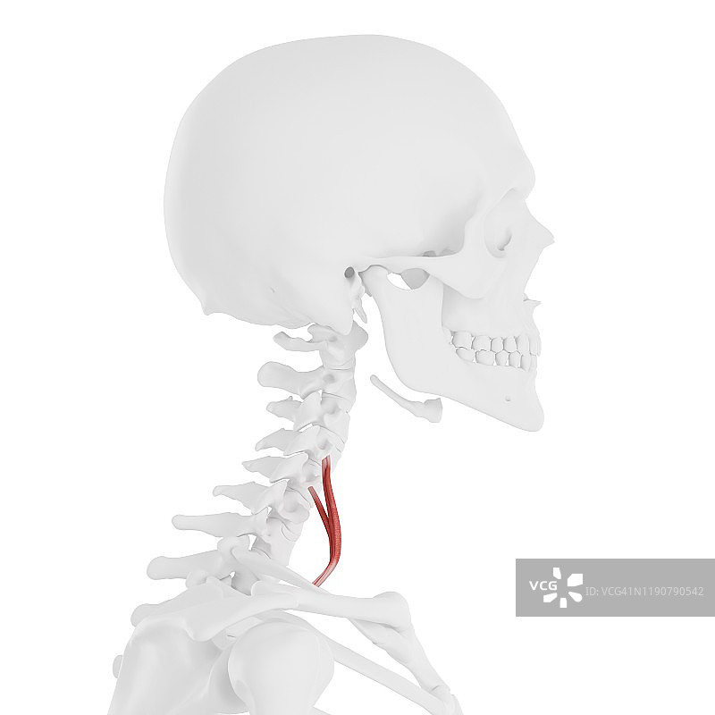 前斜角肌插图图片素材