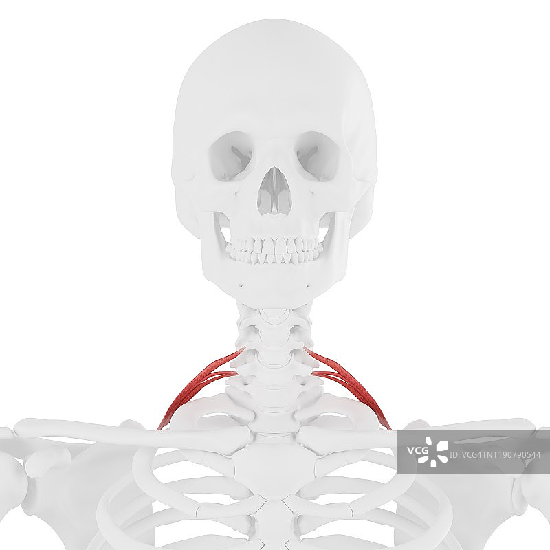 后斜角肌，图示图片素材