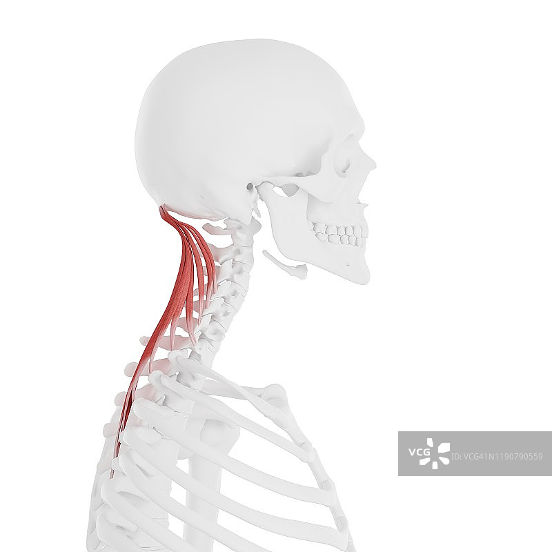 头半棘肌图示图片素材