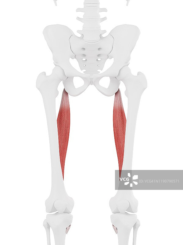 半腱肌插图图片素材