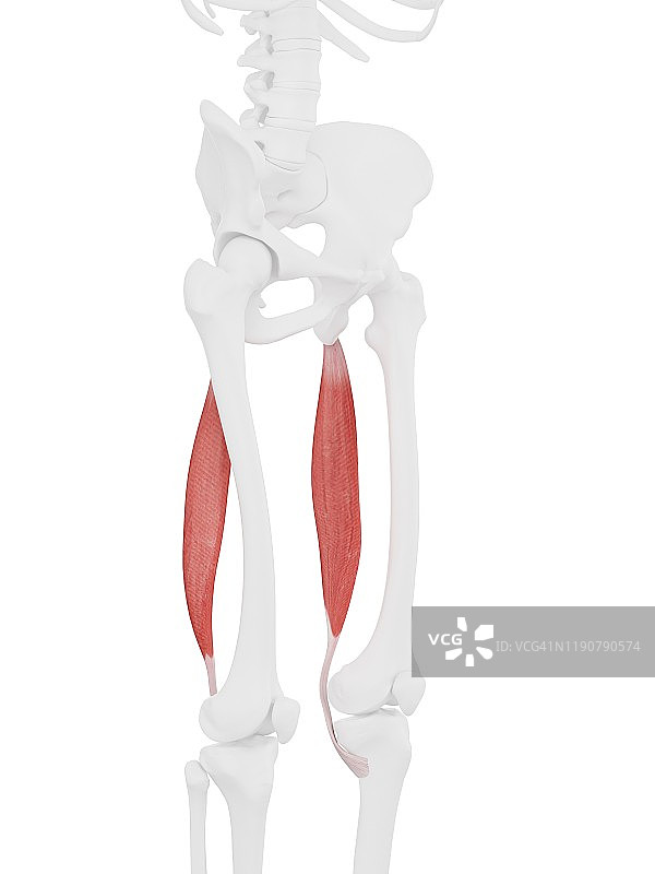 半腱肌插图图片素材
