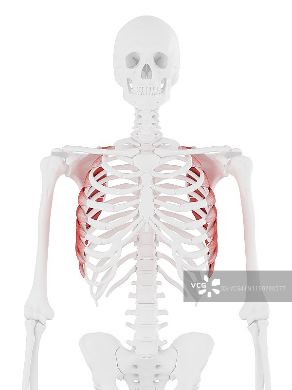 前锯肌插图图片素材