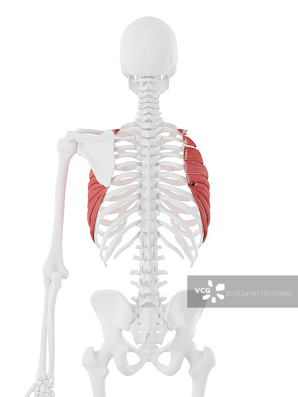 前锯肌插图图片素材