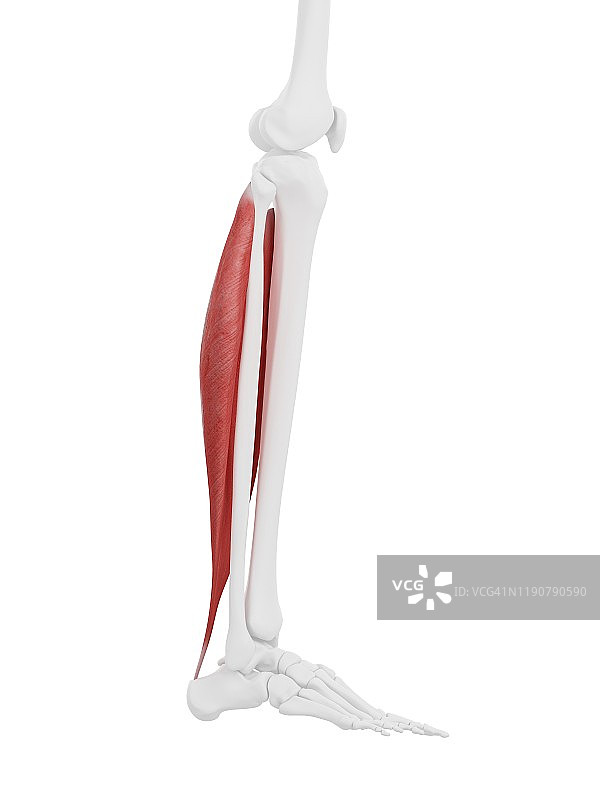 比目鱼肌插画图片素材