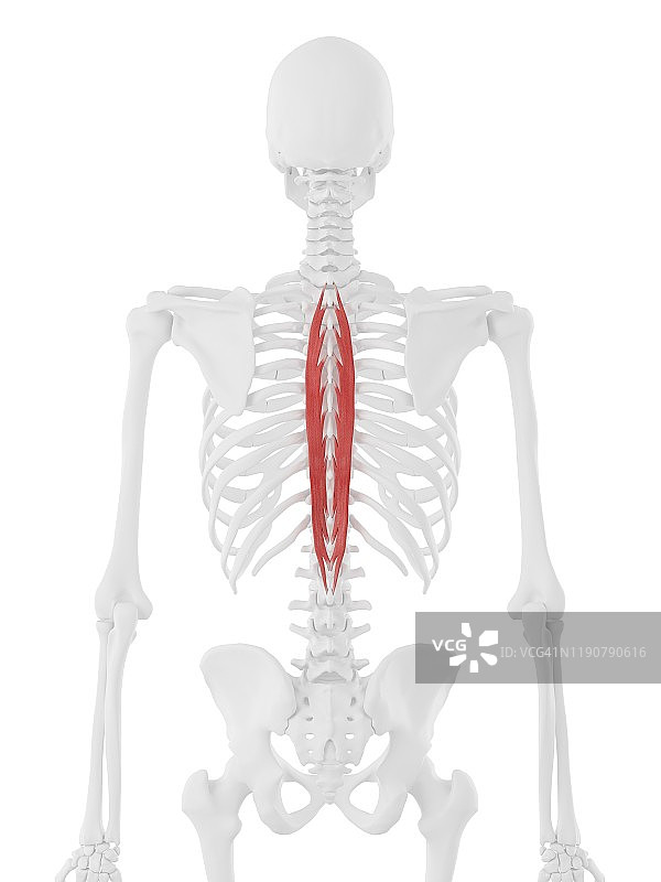 胸棘肌图解图片素材