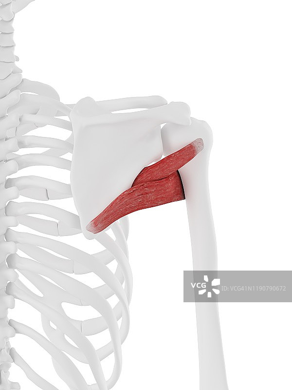 大圆肌和小圆肌插图图片素材