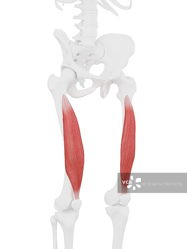 股中间肌，图示图片素材