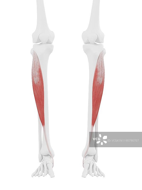 胫骨前肌，图示图片素材