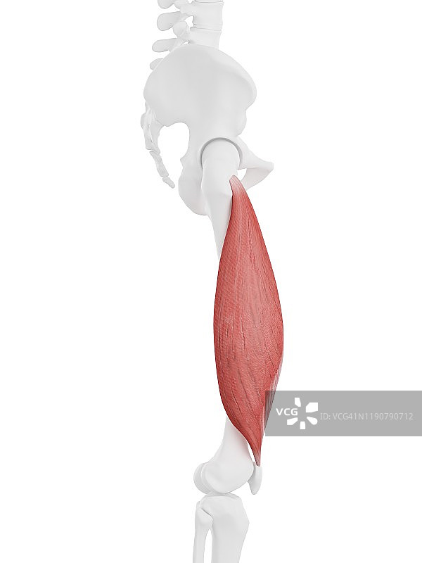 股外侧肌插画图片素材