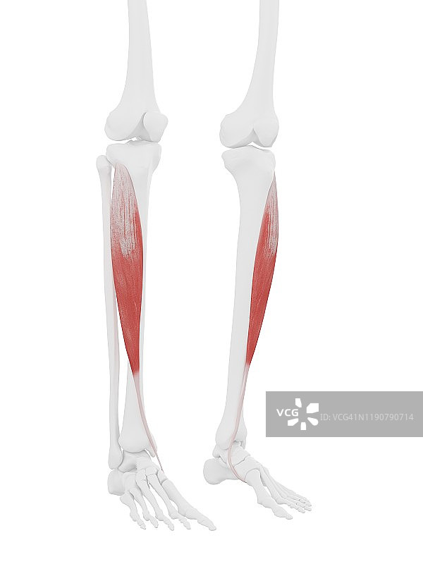 胫骨前肌，图示图片素材