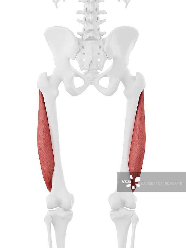 股外侧肌插画图片素材