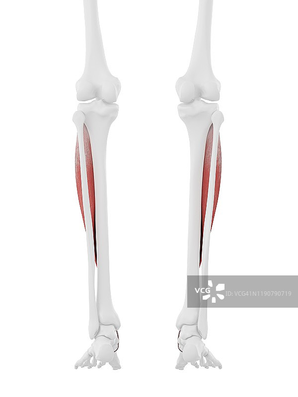 胫骨前肌，图示图片素材