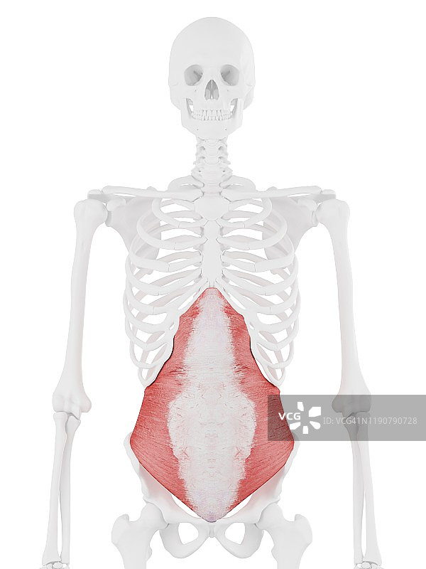 腹横肌插画图片素材