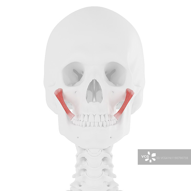 颧大肌图示图片素材