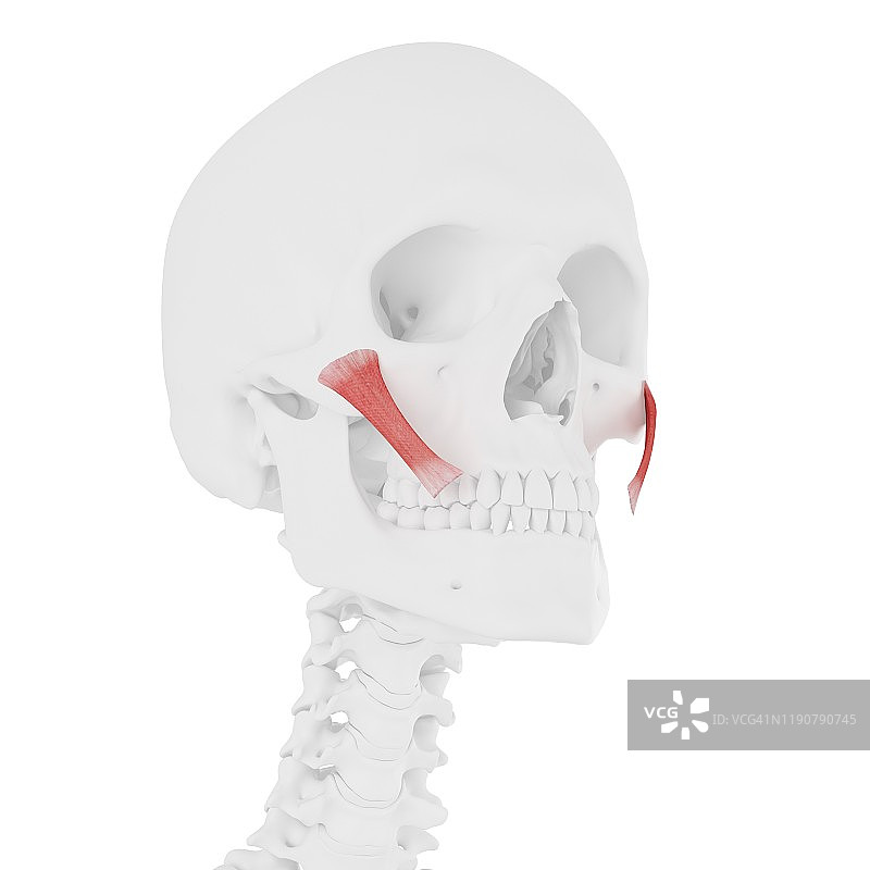 颧大肌图示图片素材
