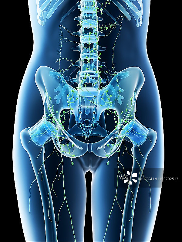 女性腹部淋巴结插图图片素材