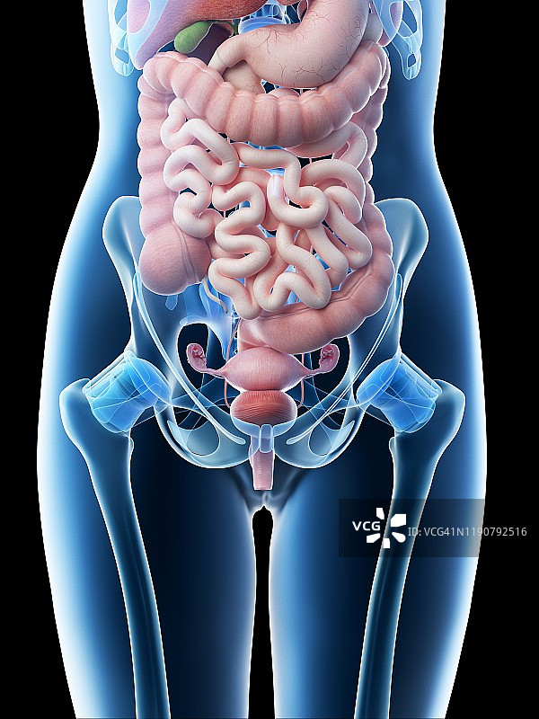 女性腹部器官插图图片素材